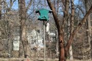 9th Mar 2025 - A Not-so-squirrel-proof Bird Feeder