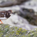 Turnstone