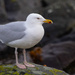 Herring Gull