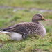 Greylag Goose