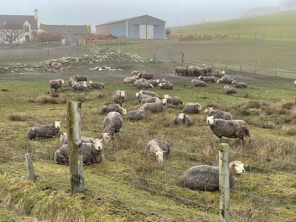 Mucky Ewes by lifeat60degrees