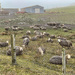 Mucky Ewes