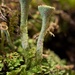 Trumpet Cup Lichen