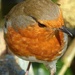 Orange 1