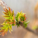Fresh leaves by haskar