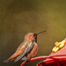 Rufous Male Sticking Out His Tongue