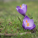 Croci by helstor365