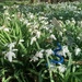 we went for the snowdrops
