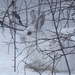 Snowshoe Hare by radiogirl