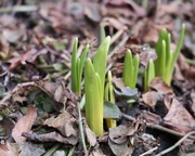 9th Mar 2025 - Spring is Coming!