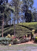 8th Mar 2025 - Tea plantation. 