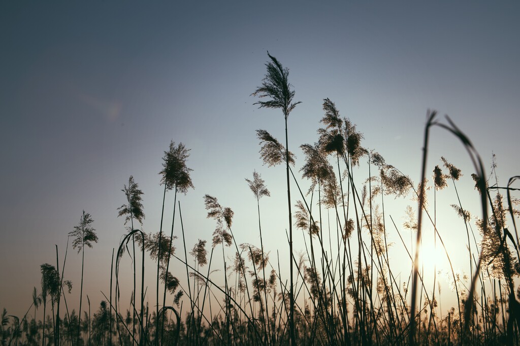 Evening lake life 2 by aleksandra_julia