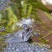 Frog Update by phil_howcroft