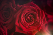 9th Mar 2025 - Roses-7655