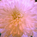Pink 2 by shutterbug49