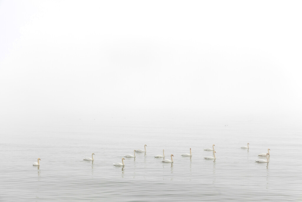 Winter Swans by pdulis