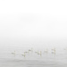 Winter Swans