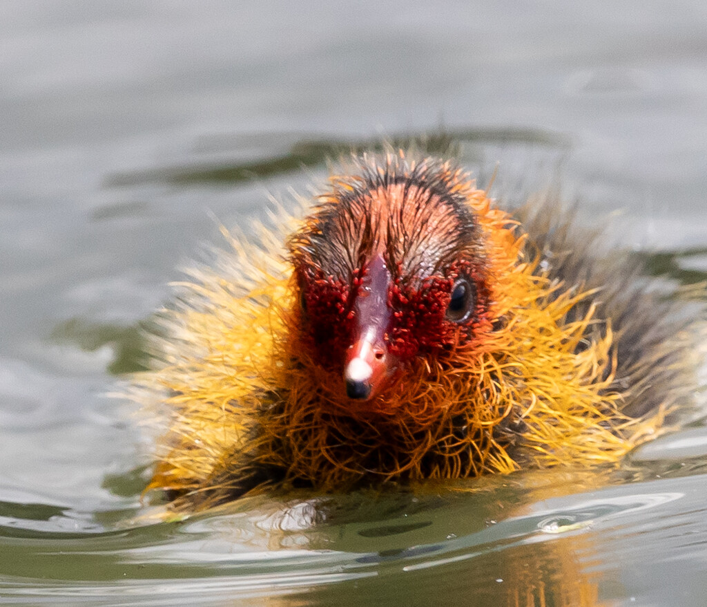 Little baby Coot :) by creative_shots