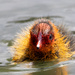 Little baby Coot :)