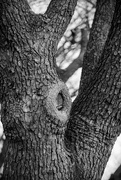 9th Mar 2025 - Knot Sure