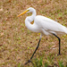 Egret Pacing Around!