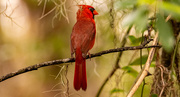 9th Mar 2025 - Mr Cardinal Checking out the Scenery!