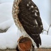 Backyard Visitor 