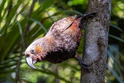 9th Mar 2025 - Curious Kaka