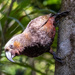 Curious Kaka