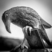 Crow