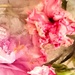 Pink Beauty in Ice