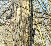 10th Mar 2025 - Squirrels in the old oak