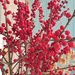 Red 2