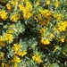 Rainbow yellow 2