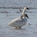 Tundra Swans