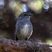 Resplendent Robin