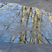Frozen Puddle