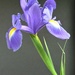 Blue Monday 