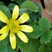 Ficaria Verna 