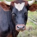 Here’s looking at you