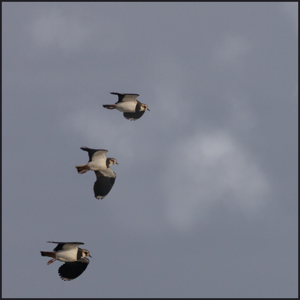 10 - Lapwings in Flight by marshwader