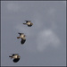 10 - Lapwings in Flight
