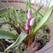 pink scylla starting