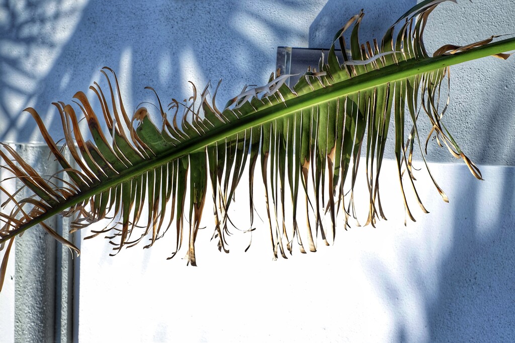 STAY PALM & CARRY ON by joemuli