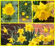 11th Mar 2025 - Enough Sunshine for the Grayest Day