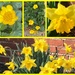 Enough Sunshine for the Grayest Day