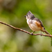Tufted Titmouse!