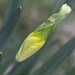 Daffodil Opening