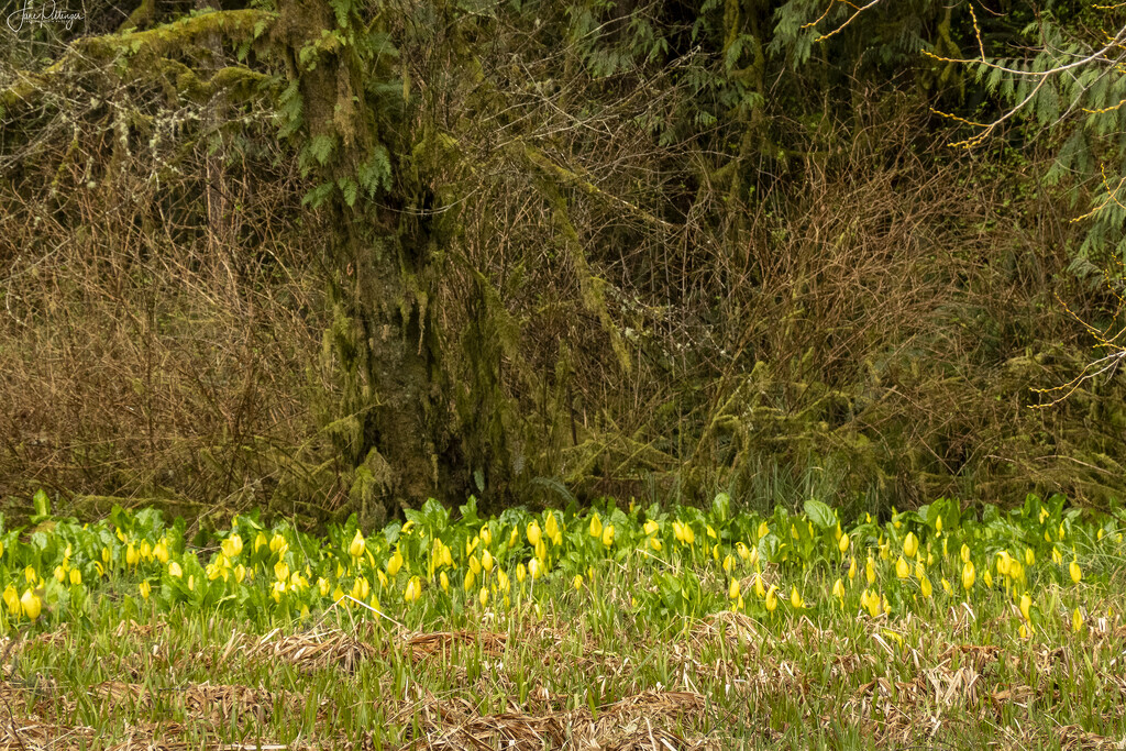 Skunk Cabbage Garden by jgpittenger
