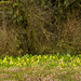 Skunk Cabbage Garden